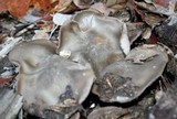 Entoloma ferruginans image