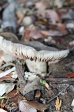 Entoloma ferruginans image