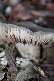 Entoloma ferruginans image