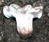 Hygrophorus russula image