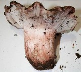 Hygrophorus russula image