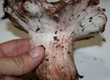 Hygrophorus russula image