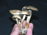 Panaeolus cinctulus image