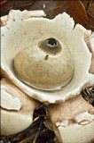 Geastrum triplex image