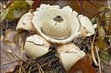 Geastrum triplex image
