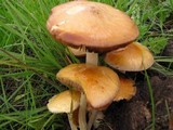 Bolbitius incarnatus image