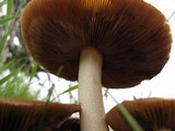 Bolbitius incarnatus image