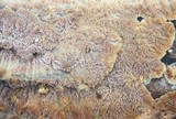 Phlebia rufa image