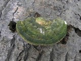 Trametes gibbosa image