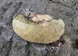 Trametes gibbosa image