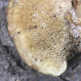 Trametes gibbosa image