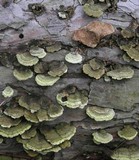 Trichaptum abietinum image