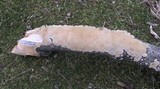 Irpex lacteus image