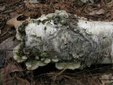Cerrena unicolor image