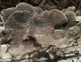 Cerrena unicolor image