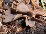 Peziza repanda image
