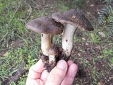 Entoloma ferruginans image
