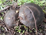 Entoloma ferruginans image