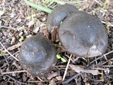 Entoloma ferruginans image