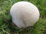 Lycoperdon utriforme image