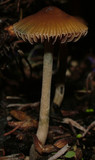 Psilocybe tasmaniana image