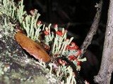 Cladonia macilenta var. bacillaris image