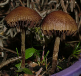 Psilocybe tasmaniana image
