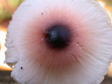 Lepiota rubrotinctoides image