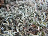 Cladonia squamosa image