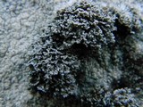 Diploschistes scruposus image