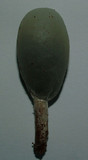 Psilocybe weraroa image