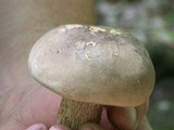Retiboletus griseus image