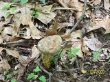 Retiboletus griseus image