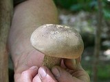 Retiboletus griseus image