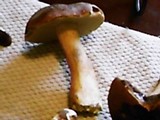 Tylopilus rubrobrunneus image