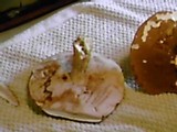 Tylopilus rubrobrunneus image