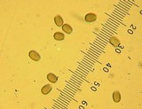 Psathyrella piluliformis image