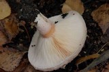 Lactarius pubescens var. betulae image