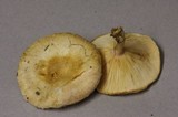 Lactarius pubescens var. betulae image