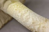 Lactarius pubescens var. betulae image