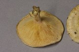 Lactarius pubescens image