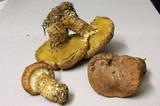 Suillus lakei image