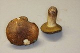Suillus fuscotomentosus image