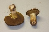 Suillus fuscotomentosus image