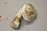 Amanita smithiana image