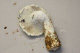 Amanita smithiana image