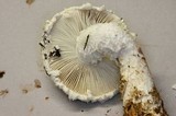 Amanita smithiana image