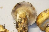 Cortinarius ponderosus image