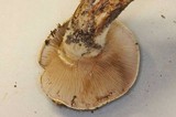 Cortinarius ponderosus image