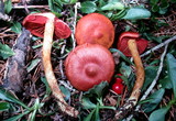 Cortinarius smithii image